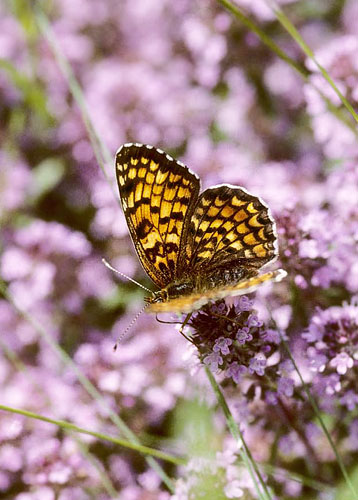 Knopurt-Pletvinge, Melitaea phoebe. Tjekkiet d. 26 maj 2004. Fotograf; Tom Nygaard Kristensen