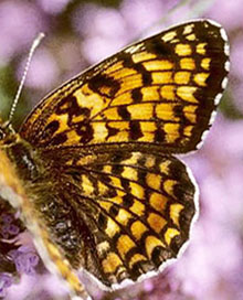 Stor Pletvinge, Melitaea phoebe. Tjekkiet d. 26 maj 2004. Fotograf; Tom Nygaard Kristensen