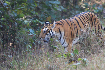 Kanha Nationalpark, India January 2016. Photographer; Erling Krabbe