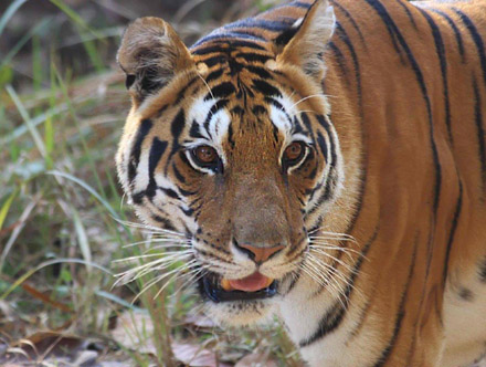 Kanha Nationalpark, India January 2016. Photographer; Erling Krabbe