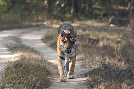 Kanha Nationalpark, India January 2016. Photographer; Erling Krabbe