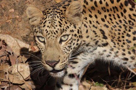 Tadoba Nationalpark, India January 2016. Photographer; Erling Krabbe