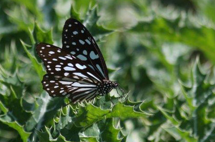 Blue Tiger, Tirumala limniace exoticus. Tansa Forest north of Mumbai, India January 2016. Photographer; Erling Krabbe