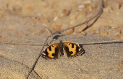 Yellow Pansy,Junonia hierta. Bhuj, Gujarat, India January 2016. Photographer; Erling Krabbe