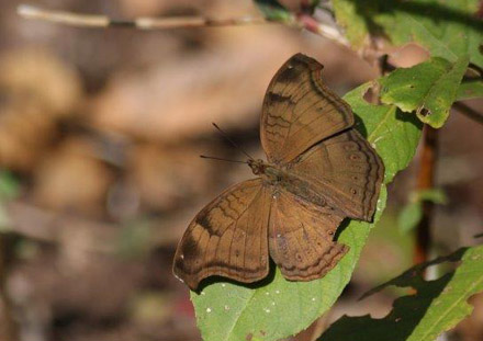 Chocolate Pansy, Junonia iphita. Tansa Forest north of Mumbai, India January 2016. Photographer; Erling Krabbe