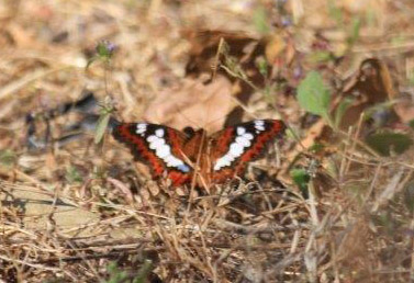 Commander, Moduza procris. Tansa Forest north of Mumbai, India January 2016. Photographer; Erling Krabbe