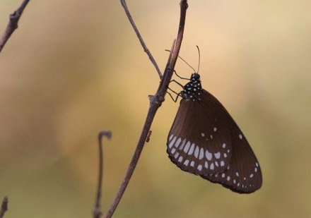 Common Crow, Euploea core (Cramer, 1780). Tansa Forest north of Mumbai, India January 2016. Photographer; Erling Krabbe