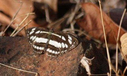 Common Sailer, Neptis hylas varmona. Tansa Forest north of Mumbai, India January 2016. Photographer; Erling Krabbe