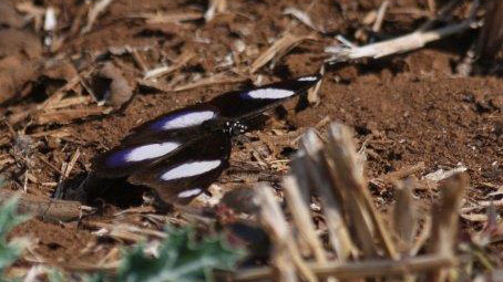 Danaid Eggfly, Hypolimnas misippus (Linnaeus, 1764). Tansa Forest north of Mumbai, India January 2016. Photographer; Erling Krabbe