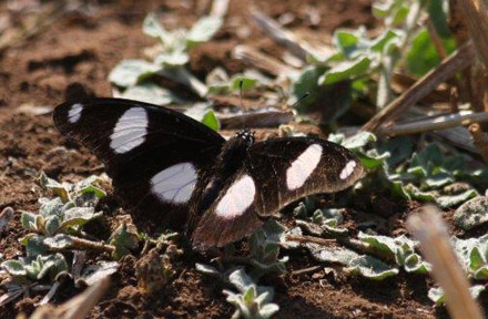 Danaid Eggfly, Hypolimnas misippus (Linnaeus, 1764). Tansa Forest north of Mumbai, India January 2016. Photographer; Erling Krabbe