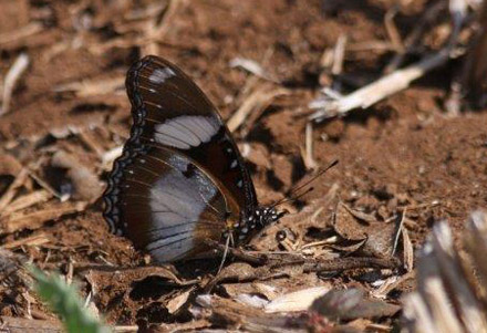 Danaid Eggfly, Hypolimnas misippus (Linnaeus, 1764). Tansa Forest north of Mumbai, India January 2016. Photographer; Erling Krabbe