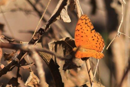 Common Leopard, Phalanta phalantha. Tansa Forest north of Mumbai, India January 2016. Photographer; Erling Krabbe