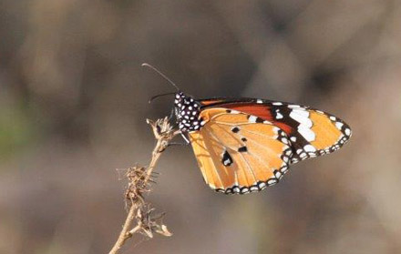 Plain Tiger, Danaus chrysippus (Linnaeus, 1758). Tansa Forest north of Mumbai, India January 2016. Photographer; Erling Krabbe