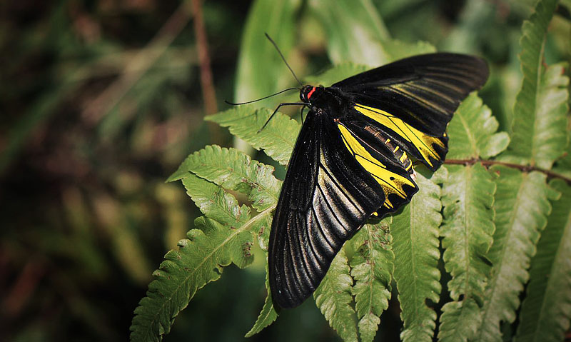 Golden Birdwing, Troides aeacus (Felder & Felder, 1860) male. Chiang Mai, Thailand march 9, 2016. Photographer; Henrik S. Larsen