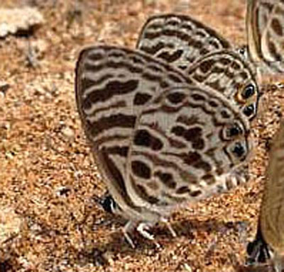 Zebra Blue, Leptotes plinius (Fabricius, 1793).	Sai Yok, Thailand march 2016. Photographer; Nikolaj Kleissl