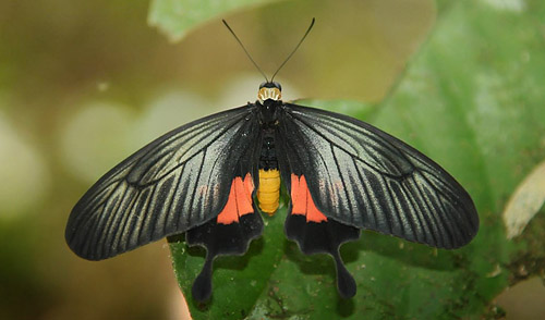  Mae Pak Phrae, Wang Chin District, Thailand march, 2016. Photographer;  Nikolaj Kleissl