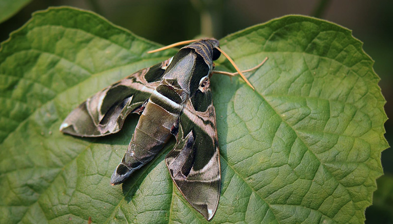 Jade Hawkmoth, Daphnis hypothous crameri (Eitschberger & Melichar, 2010). Mae Pak Phrae, Wang Chin District, Thailand March 5, 2016. Photographer; Nikolaj Kleissl