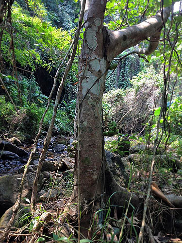 Mae Pak Phrae, Wang Chin District, Chiang Mai, Thailand March 7, 2016. Photographer; Nikolaj Kleissl