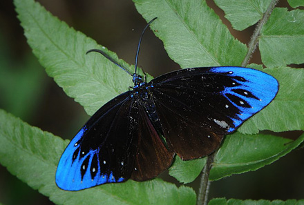 Zygaenid Day-Flying Moth, Cyclosia midamia (Herrich-Schffer, 1853). Mae Pak Phrae, Wang Chin District, Thailand March 9, 2016. Photographer; Nikolaj Kleissl