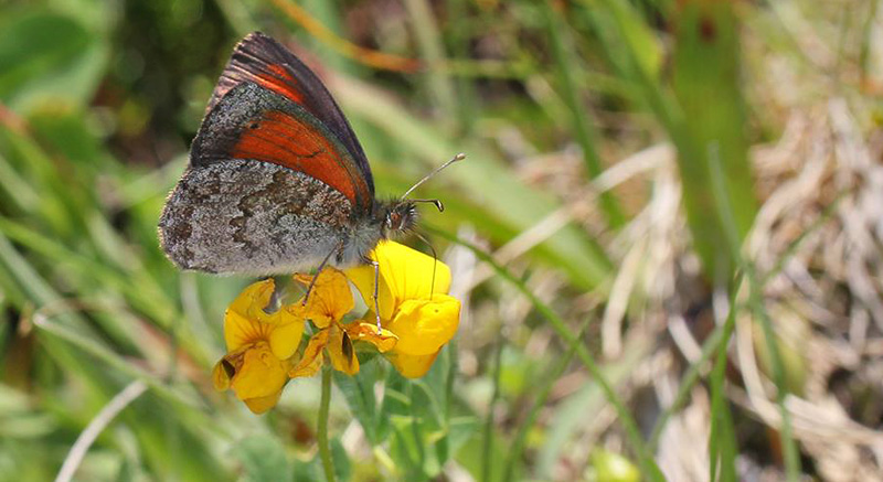 Alpin Messingbjergrandje, Erebia nivalis. Obergurgl,  2450m. strig d. 20 juli 2016. Fotograf;  Erni Boesen