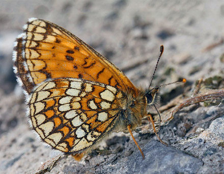 Alpepletvinge, Melitaea varia. Obergurgl, 2450m. Østrig d. 20 juli 2016. Fotograf; Erni Boesen