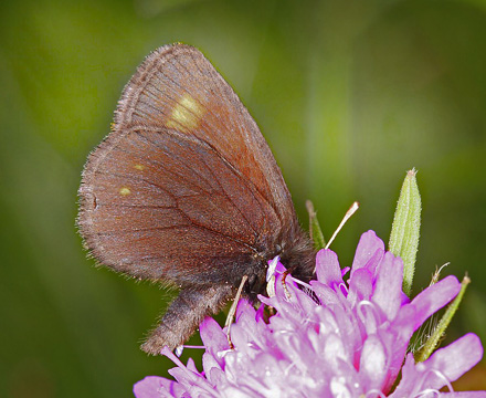 Bæk-Bjergrandøje, Erebia pharte. Obergurgl, 2450m. Østrig d. 20 juli 2016. Fotograf; Erni Boesen