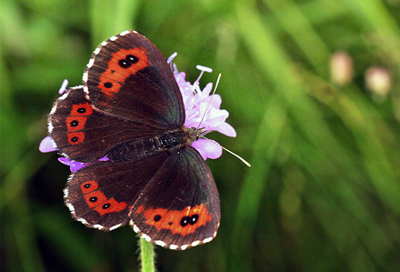 Lysbåndet Skov-Bjergrandøje, Erebia aethiops. Obergurgl, 2000m. Østrig d. 20 juli 2016. Fotograf; Erni Boesen