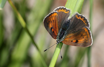 Alpin Violetrandet Ildfugl, Lycaena hippothoe ssp. eurydame. Obergurgl,  2000m. strig d. 20 juli 2016. Fotograf;  Erni Boesen