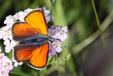 Alpin Violetrandet Ildfugl, Lycaena hippothoe ssp. eurydame. Obergurgl,  2000m. strig d. 20 juli 2016. Fotograf;  Erni Boesen