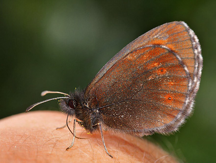 Engbjergrandje, Erebia melampus.  Obergurgl,  2450m. strig d. 20 juli 2016. Fotograf;  Erni Boesen