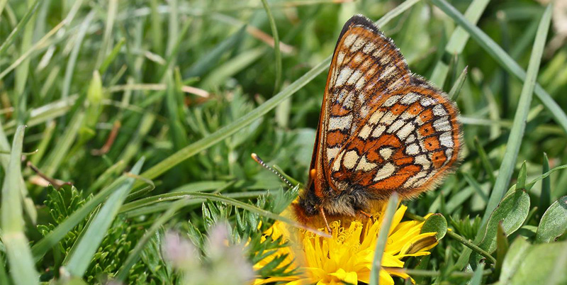 Bjergpletvinge, Euphydryas cynthia han. Obergurgl, 2600m. Østrig d. 20 juli 2016. Fotograf; Erni Boesen