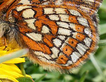 Bjergpletvinge, Euphydryas cynthia han. Obergurgl, 2600m. Østrig d. 20 juli 2016. Fotograf; Erni Boesen