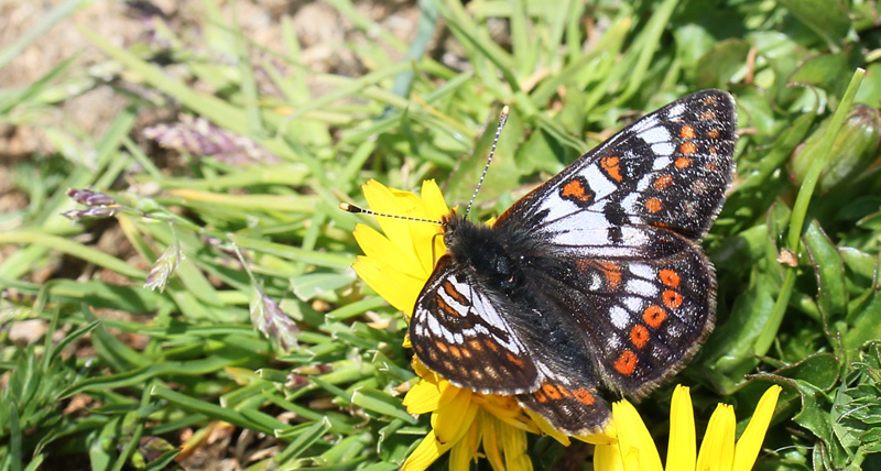 Bjergpletvinge, Euphydryas cynthia han. Obergurgl, 2600m. strig d. 20 juli 2016. Fotograf;  Erni Boesen