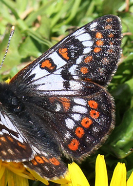 Bjergpletvinge, Euphydryas cynthia han. Obergurgl, 2600m. strig d. 20 juli 2016. Fotograf;  Erni Boesen