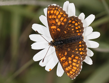 Alpepletvinge, Melitaea varia. Obergurgl, 2450m. Østrig d. 20 juli 2016. Fotograf; Erni Boesen