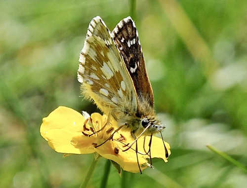 Skrbredpande, Pyrgus serratulae. Le Boreon 1860m., Parc Mercantour, Alpes-Maritimes, Frankrig d. 30 juni 2016. Fotograf; John Vergo