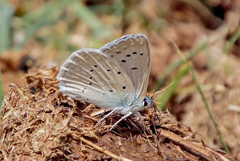 Kmpeblfugl, Iolana iolas. Appenninerne, Italien juli 2016. Fotograf; John S. Petersen