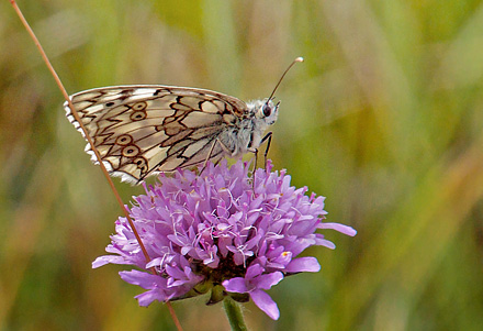 Bjerg-Skakbrtrandje, Melanargia russiae. Umbrien, Appenninerne, Italien d. 14 juli 2016. Fotograf; John S. Petersen