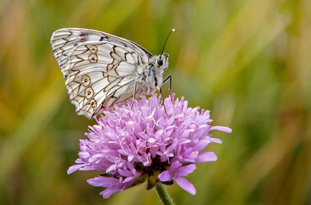 Bjerg-Skakbrtrandje, Melanargia russiae. Umbrien, Appenninerne, Italien d. 14 juli 2016. Fotograf; John S. Petersen