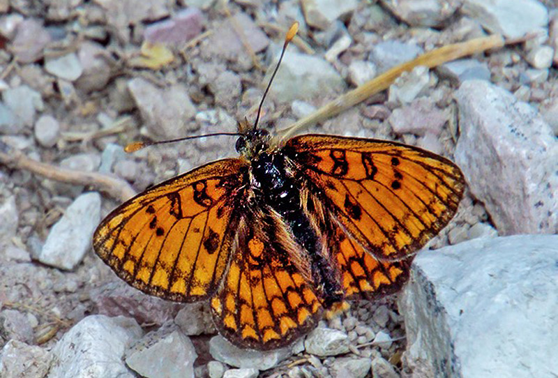 Alpepletvinge, Melitaea varia. . Appenninerne, Italien juli 2016. Fotograf; John S. Petersen