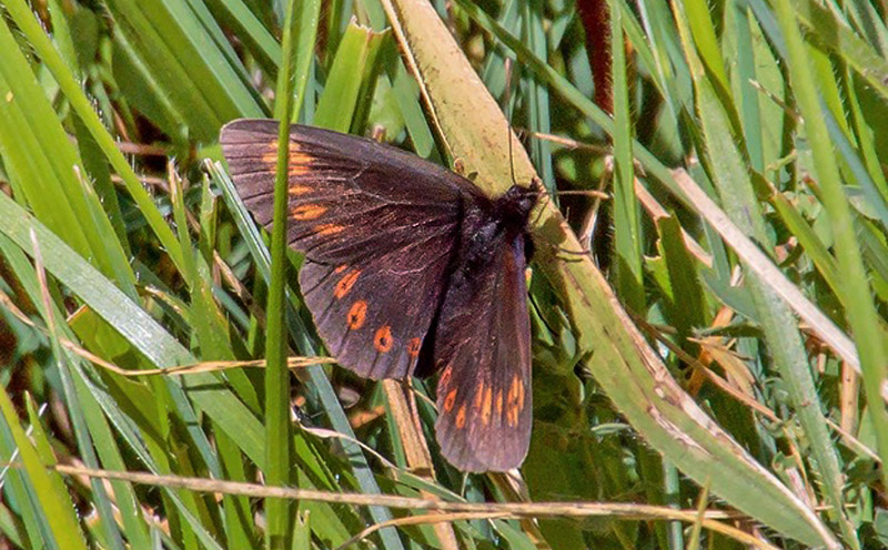Mandel-Bjergrandøje, Erebia alberganus. Umbrien, Appenninerne, Italien d. 14 juli 2016. Fotograf; John S. Petersen