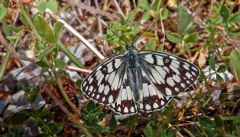 Bjerg-Skakbrtrandje, Melanargia russiae. Umbrien, Appenninerne, Italien d. 14 juli 2016. Fotograf; John S. Petersen