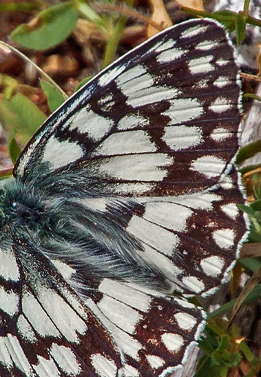 Bjerg-Skakbrætrandøje, Melanargia russiae. Umbrien, Appenninerne, Italien d. 14 juli 2016. Fotograf; John S. Petersen