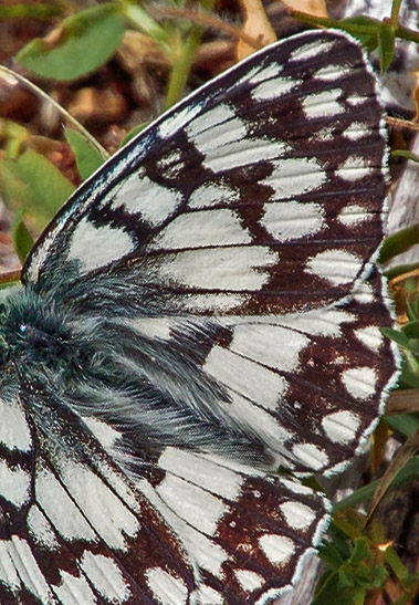 Bjerg-Skakbrtrandje, Melanargia russiae. Umbrien, Appenninerne, Italien d. 14 juli 2016. Fotograf; John S. Petersen