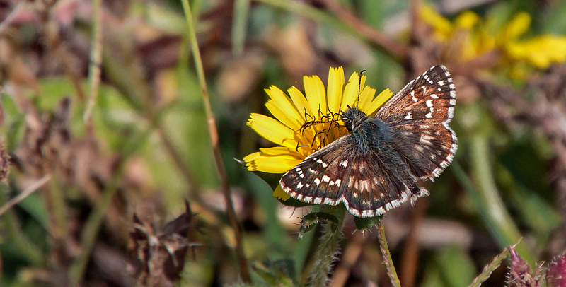 Fransk Bredpande, Pyrgus armoricanus han. Barbaresco, det nordvestlig Italien d. 15 september 2016. Fotograf; John S Petersen