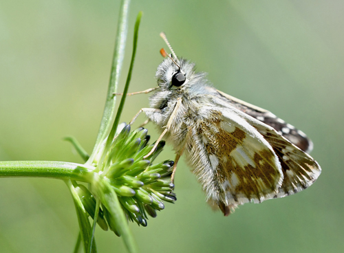 Skærbredpande, Pyrgus serratulae. Val di Fumo, Trentino, Italien d. 5 juli 2019. Fotograf; John Vergo