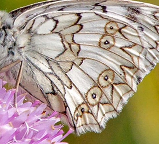 Bjerg-Skakbrætrandøje, Melanargia russiae. Umbrien, Appenninerne, Italien d. 14 juli 2016. Fotograf; John S. Petersen