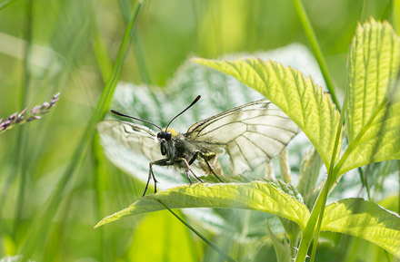 Mnemosynesommerfugl, Parnassius mnemosyne. Vesters, Mre og Romsdal, Geiranger,Norge d. 2 juli 2016. Fotograf; Arne Ileby Uleberg