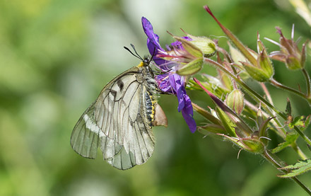 Mnemosynesommerfugl, Parnassius mnemosyne. Vesters, Mre og Romsdal, Geiranger,Norge d. 2 juli 2016. Fotograf; Arne Ileby Uleberg