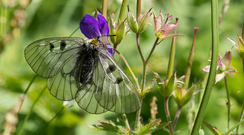 Mnemosynesommerfugl, Parnassius mnemosyne. Vesters, Mre og Romsdal, Geiranger,Norge d. 2 juli 2016. Fotograf; Arne Ileby Uleberg